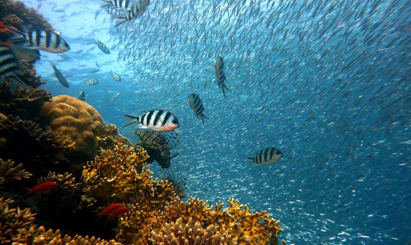 Apo Reef Apo Reef